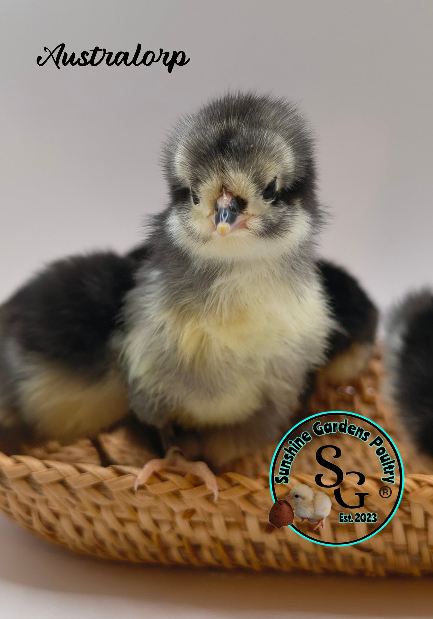 Australorp: Straight run ONLY