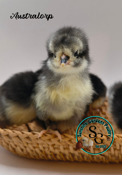 Australorp: Straight run ONLY