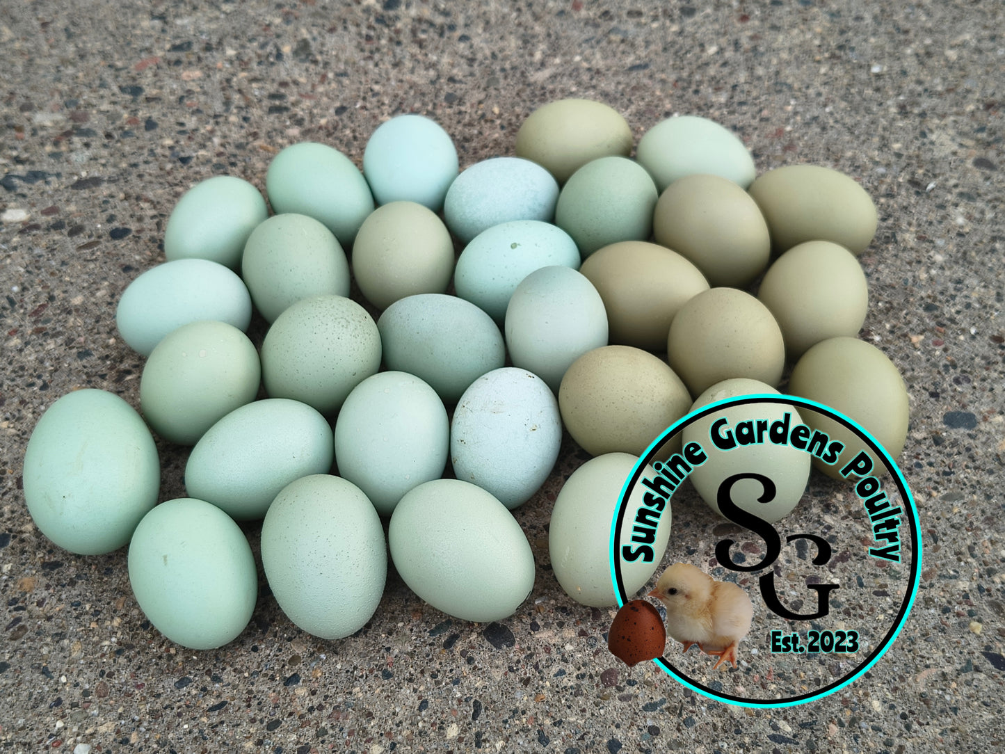 Rainbow Dozen - 12 Hatching Eggs*