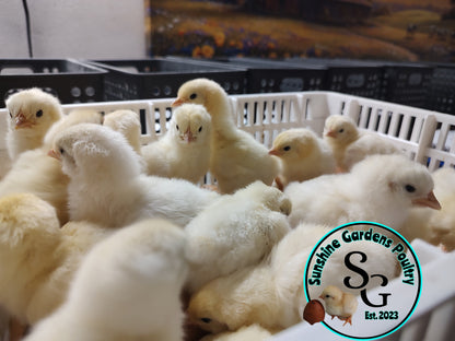 Shipping included: Delaware - 12 Hatching Eggs*