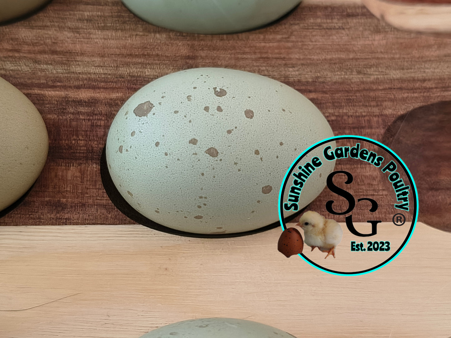 Rainbow Layers: 4-6 Month Old Pullet