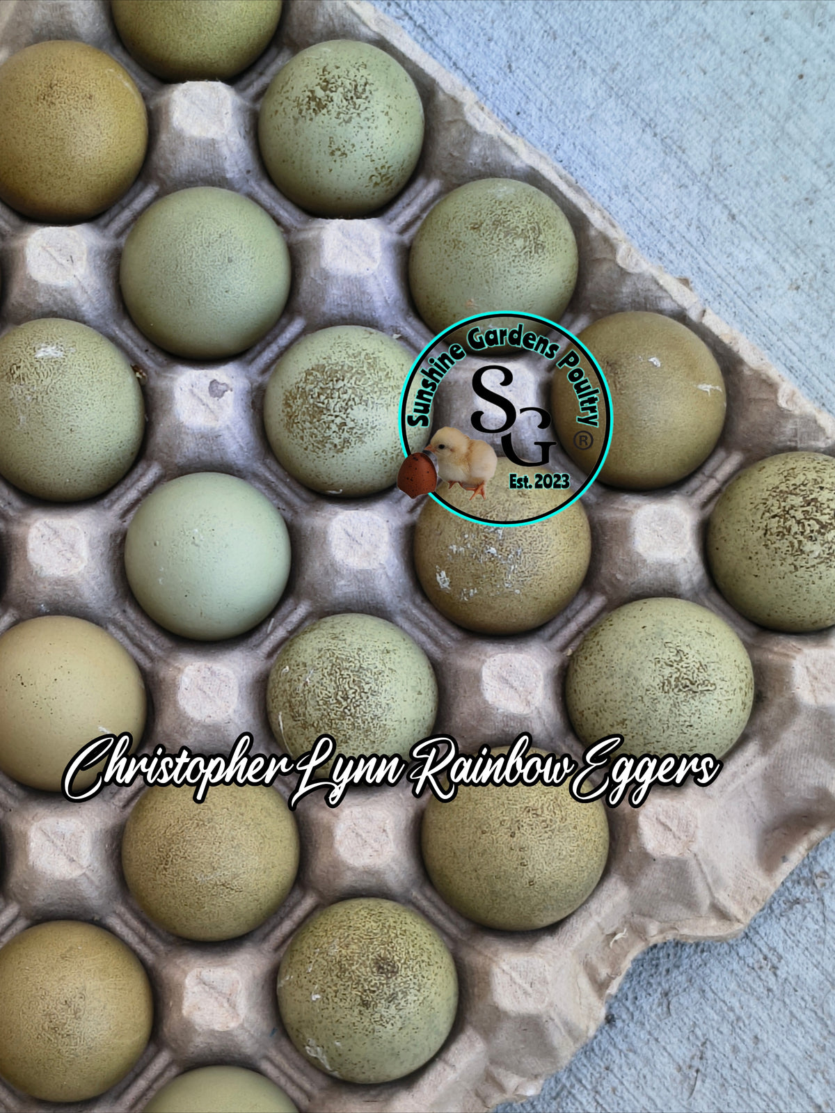 LOCAL PICK-UP Option: Christopher Lynn Rainbow Eggers (CLRE) - 12 Hatching Eggs*