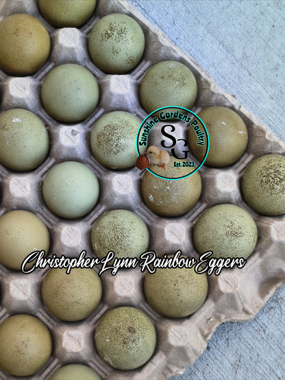 LOCAL PICK-UP Option: Christopher Lynn Rainbow Eggers (CLRE) - 12 Hatching Eggs*