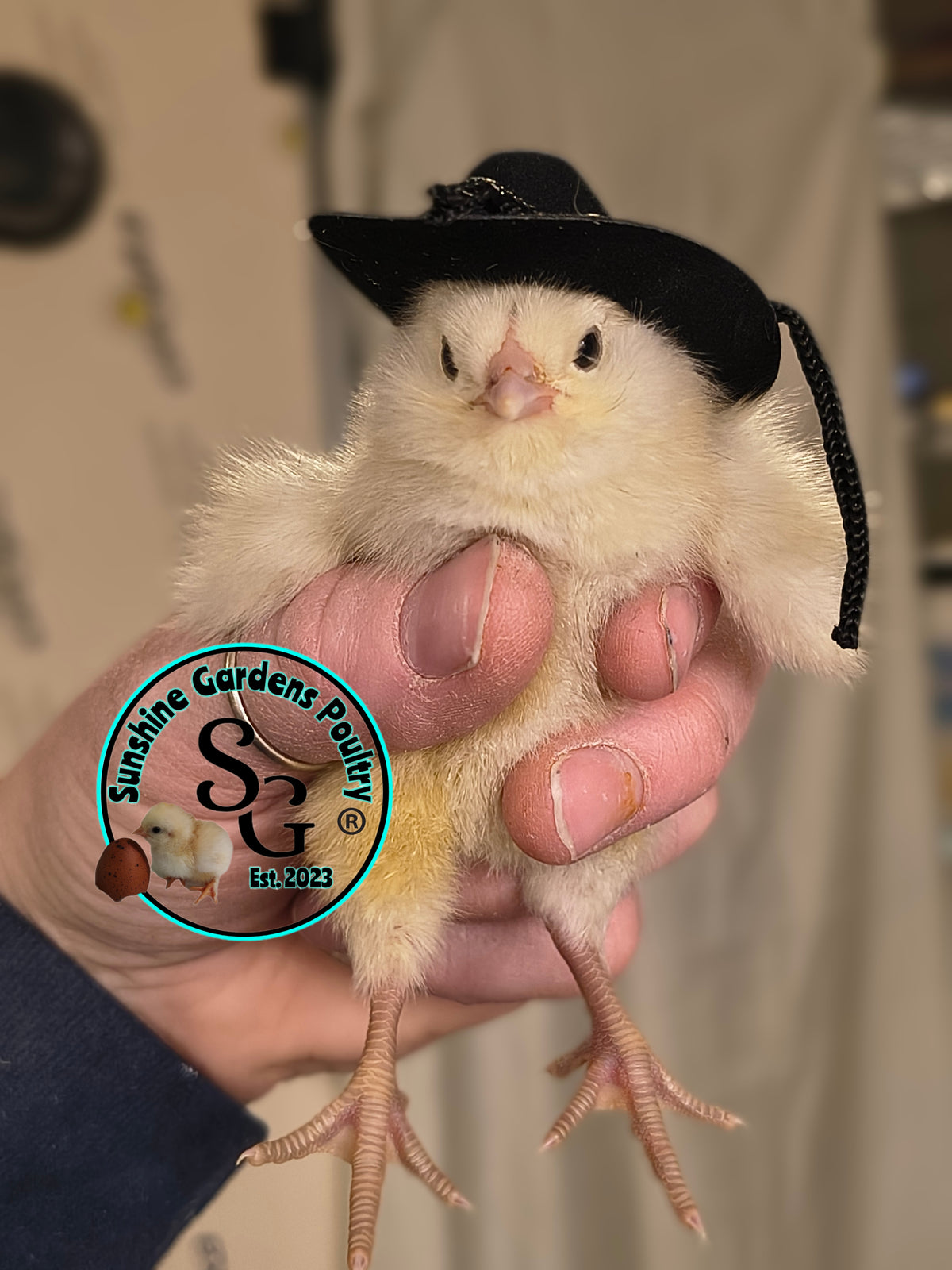 LOCAL PICK-UP Option: Christopher Lynn Rainbow Eggers (CLRE) - 12 Hatching Eggs*