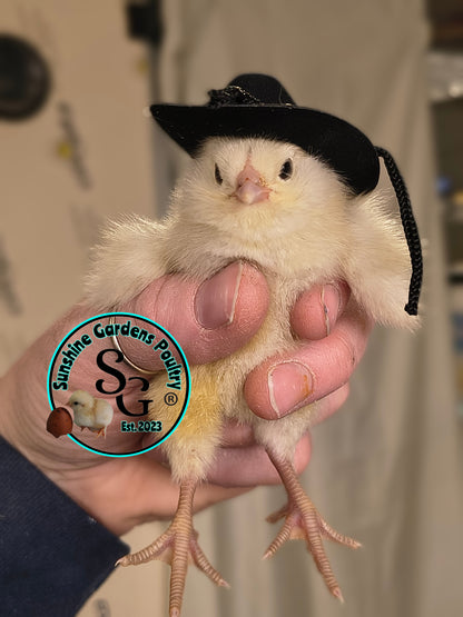 LOCAL PICK-UP Option: Christopher Lynn Rainbow Eggers (CLRE) - 12 Hatching Eggs*