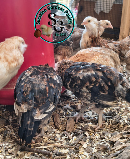 Wheaten (eWh)/Blue Wheaten Ameraucana - Straight run ONLY