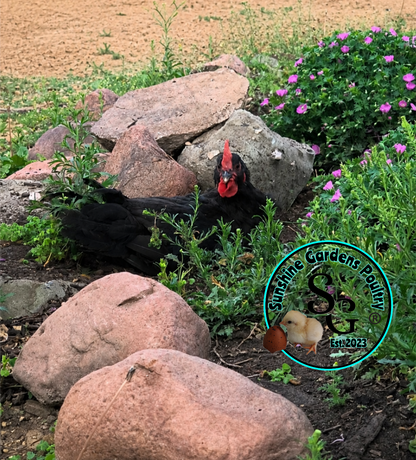 Australorp: Straight run ONLY