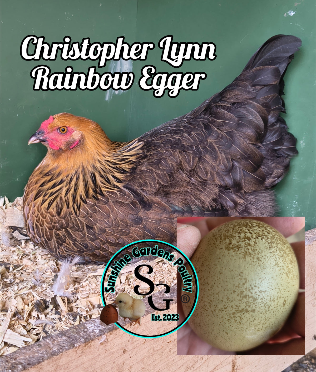 LOCAL PICK-UP Option: Christopher Lynn Rainbow Eggers (CLRE) - 12 Hatching Eggs*