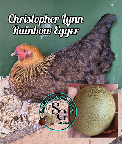 LOCAL PICK-UP Option: Christopher Lynn Rainbow Eggers (CLRE) - 12 Hatching Eggs*
