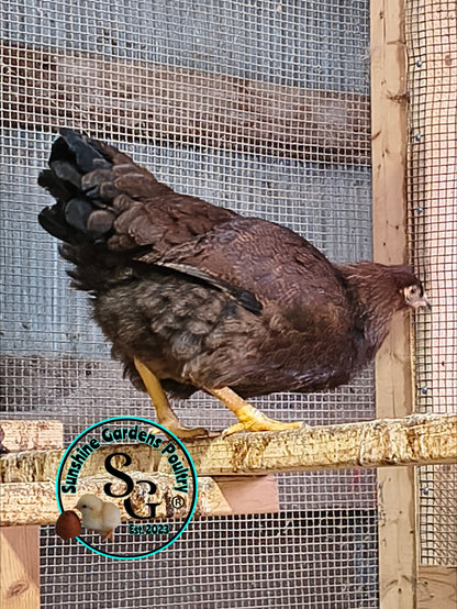 Partridge Chantecler - Straight run ONLY