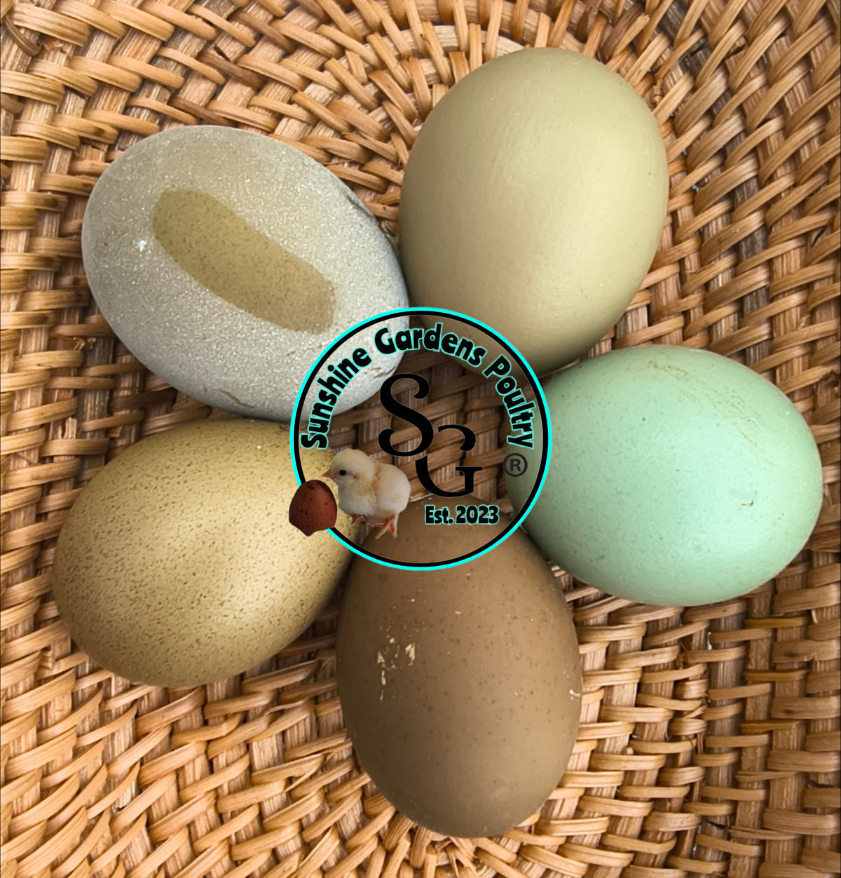 LOCAL PICK-UP Option: Christopher Lynn Rainbow Eggers (CLRE) - 12 Hatching Eggs*