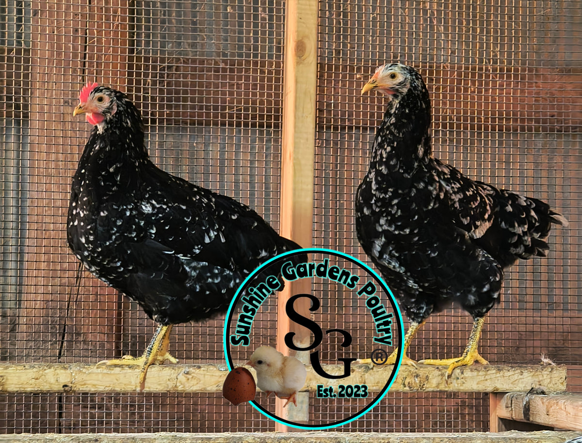 Shipping included: Mottled Java - 12 Hatching Eggs*