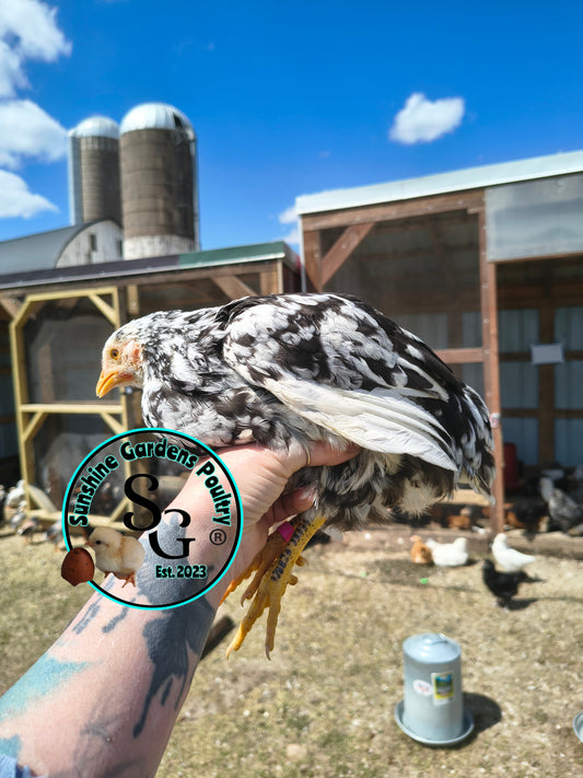 Mottled Java: 3-4 Months Old Pullet