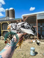 Mottled Java: 3-4 Months Old Pullet