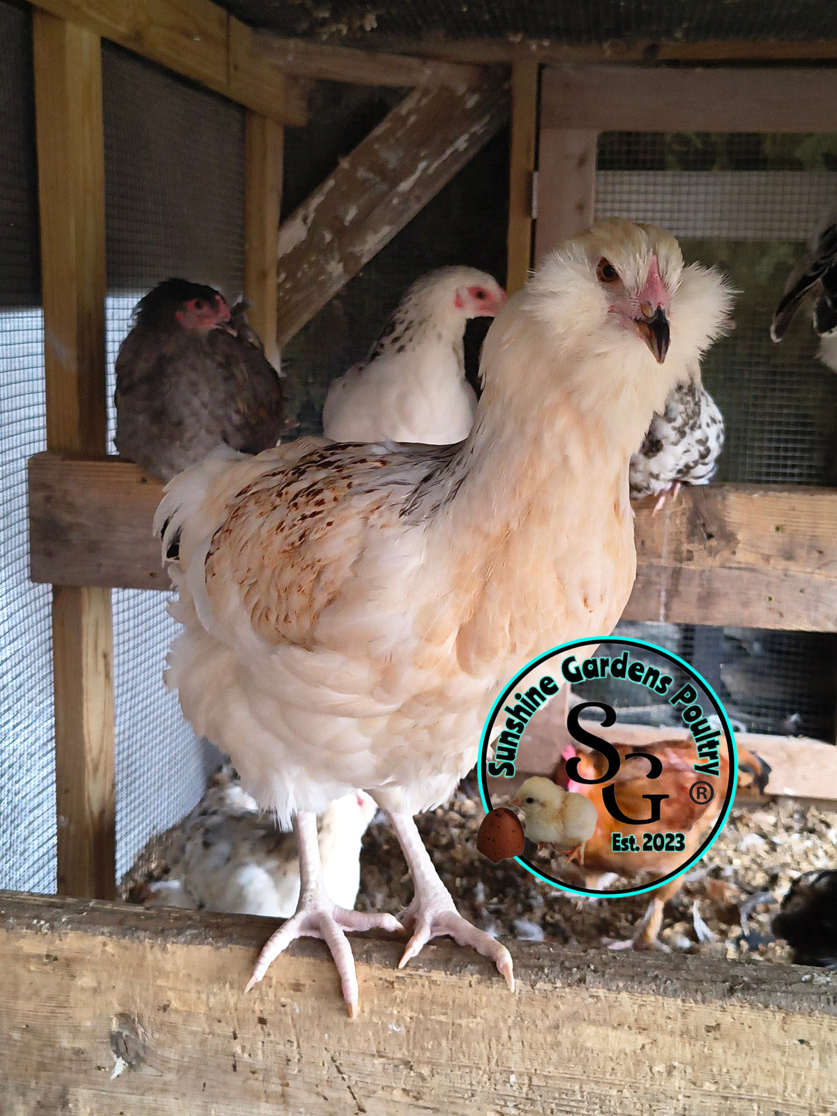 LOCAL PICK-UP Option: Christopher Lynn Rainbow Eggers (CLRE) - 12 Hatching Eggs*