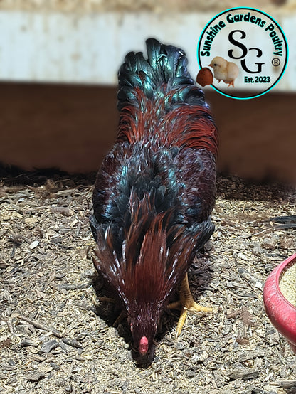Partridge Chantecler - Straight run ONLY