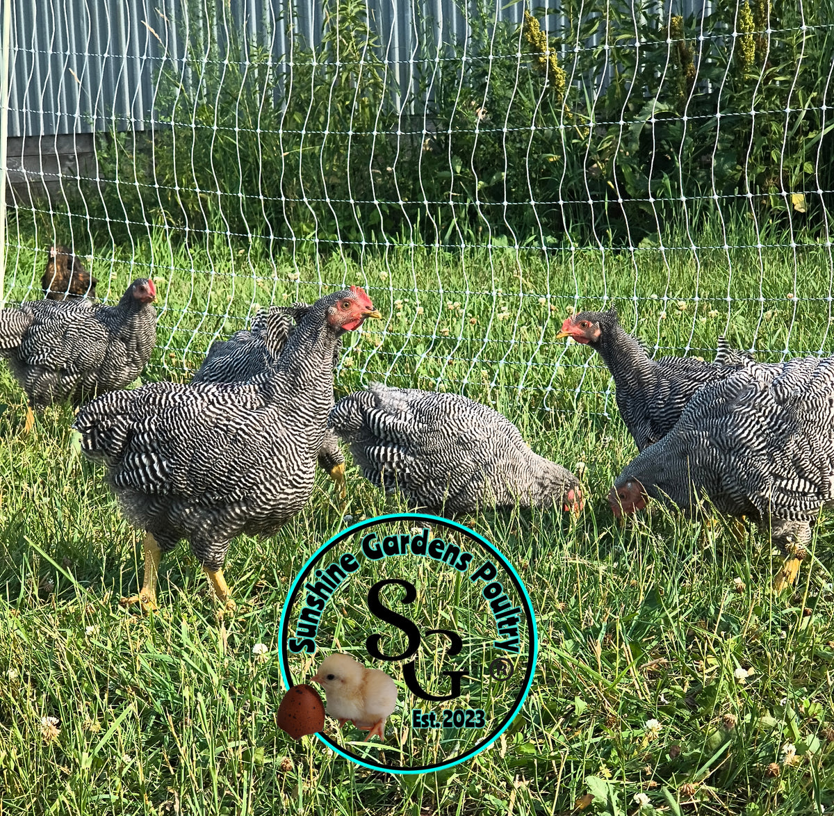 Heritage Plymouth Barred Rock - Straight run ONLY