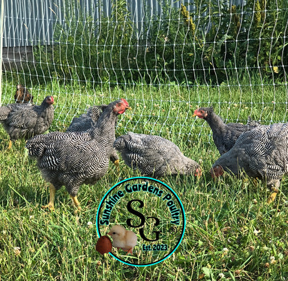 Heritage Plymouth Barred Rock - Straight run ONLY