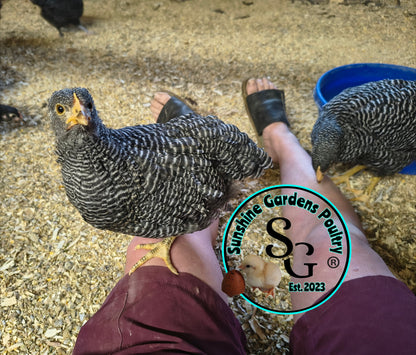 Heritage Plymouth Barred Rock - Straight run ONLY