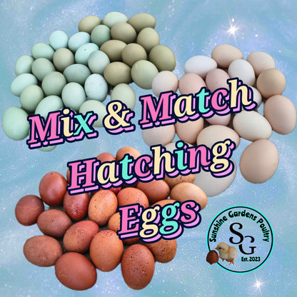 Shipping included: Mix & Match dozen - 12 Hatching Eggs