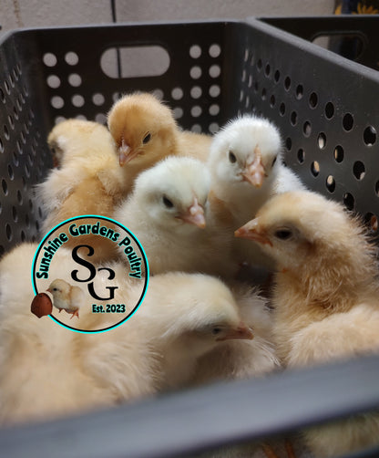 Black Tailed Red Marans (BTR) - Straight run ONLY*