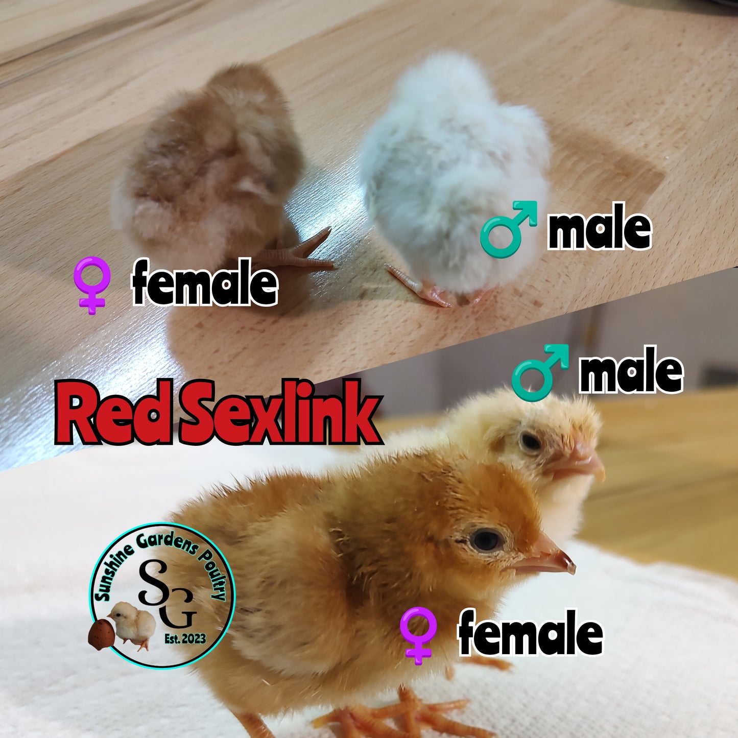 Red Sexlink - Guaranteed Females