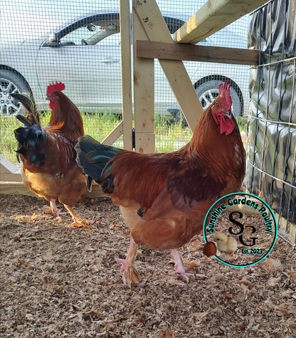 Black Tailed Red Marans (BTR) - Straight run ONLY*