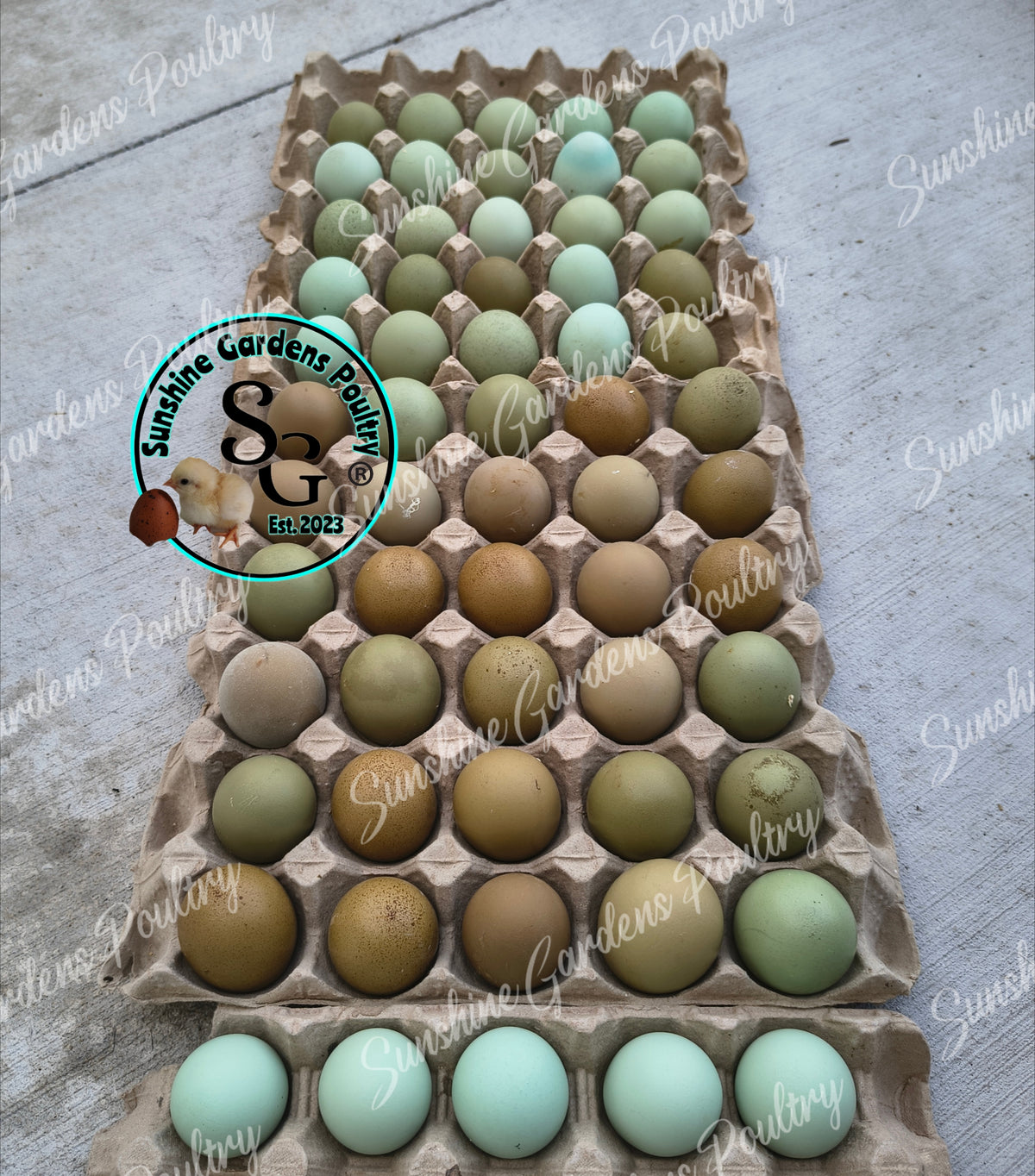 LOCAL PICK-UP Option: Christopher Lynn Rainbow Eggers (CLRE) - 12 Hatching Eggs*