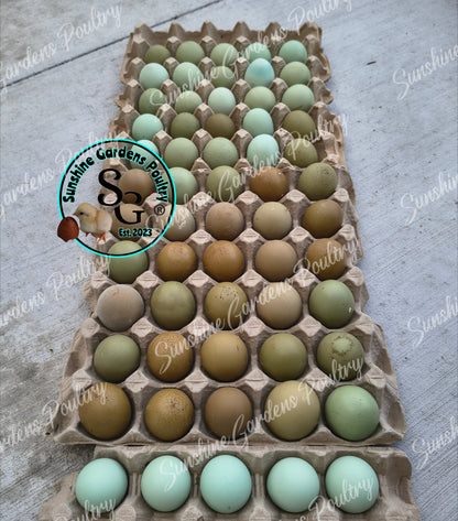 LOCAL PICK-UP Option: Christopher Lynn Rainbow Eggers (CLRE) - 12 Hatching Eggs*