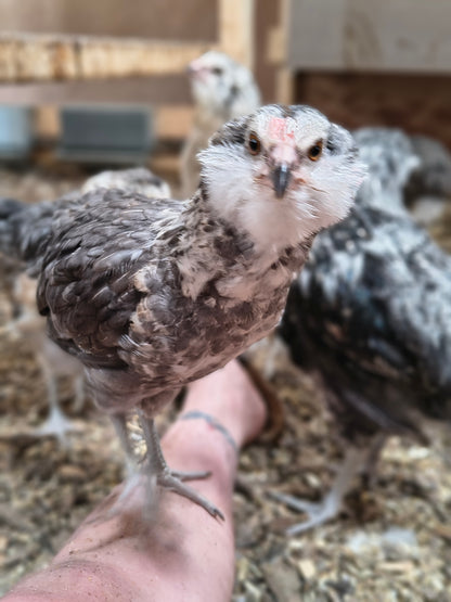 Blue Silver Ameraucana PAIR: 1 Male/ 1 Female - LOCAL PICK-UP ONLY