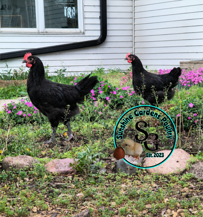 Australorp: Straight run ONLY