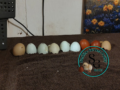 Rainbow Layers: Pullet 6-8 weeks old