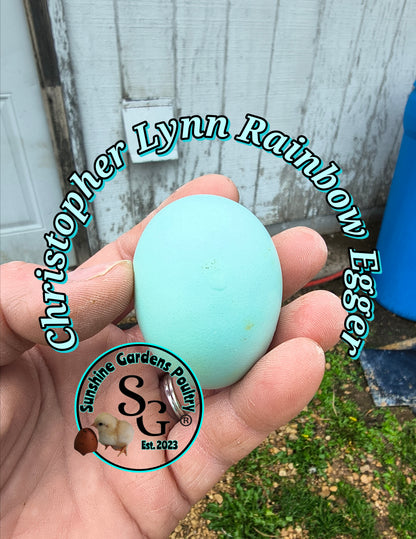 LOCAL PICK-UP Option: Christopher Lynn Rainbow Eggers (CLRE) - 12 Hatching Eggs*