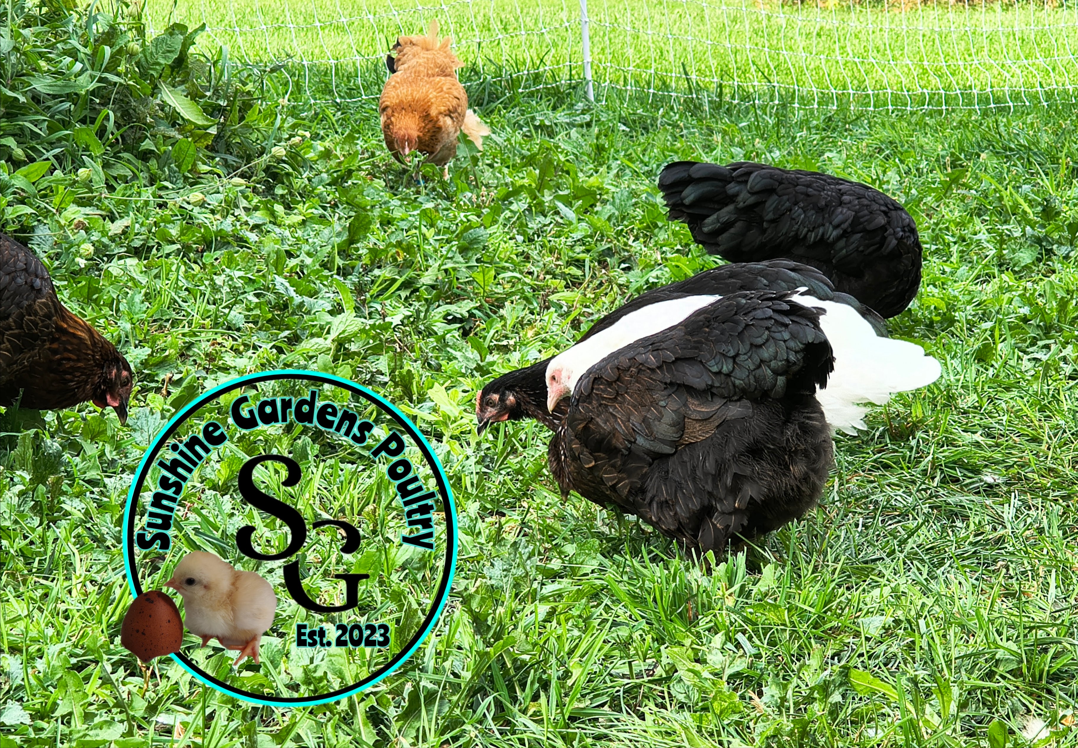 Pullets & Cockerels – Sunshine Gardens Poultry