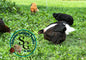 Breeder's Choice Pullets: 3-4 Month Olds