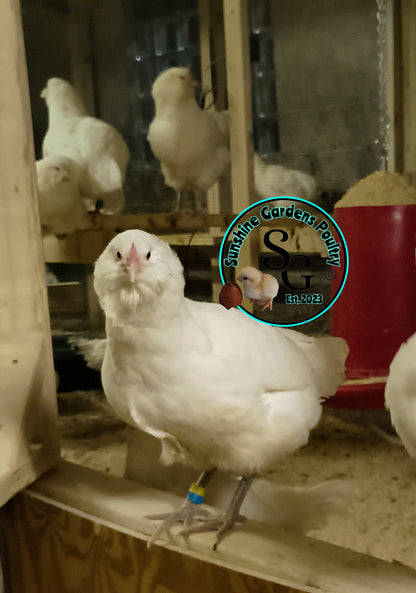 White Ameraucanas - Straight Run ONLY