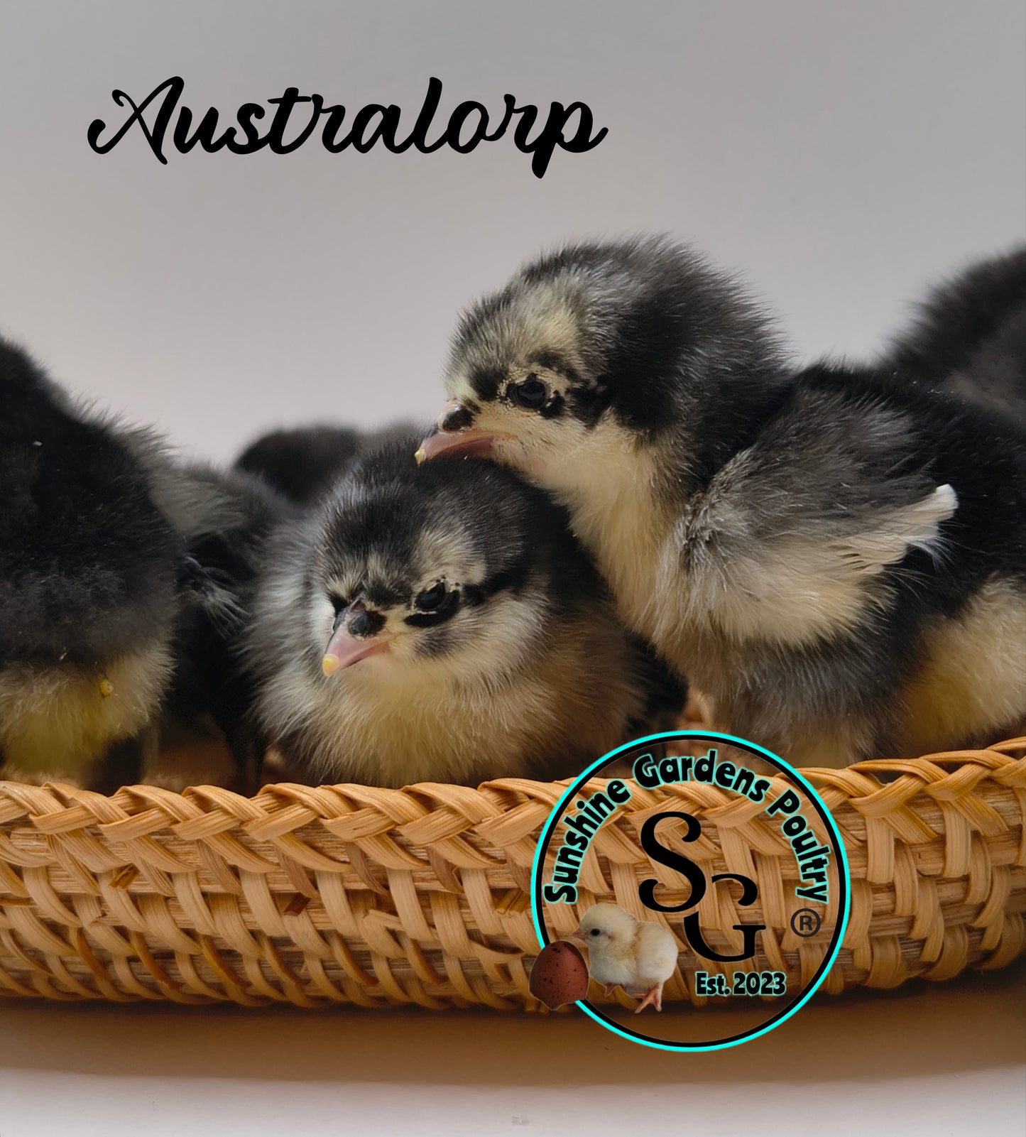 Australorp: Straight run ONLY
