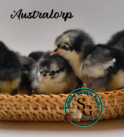 Australorp: Straight run ONLY