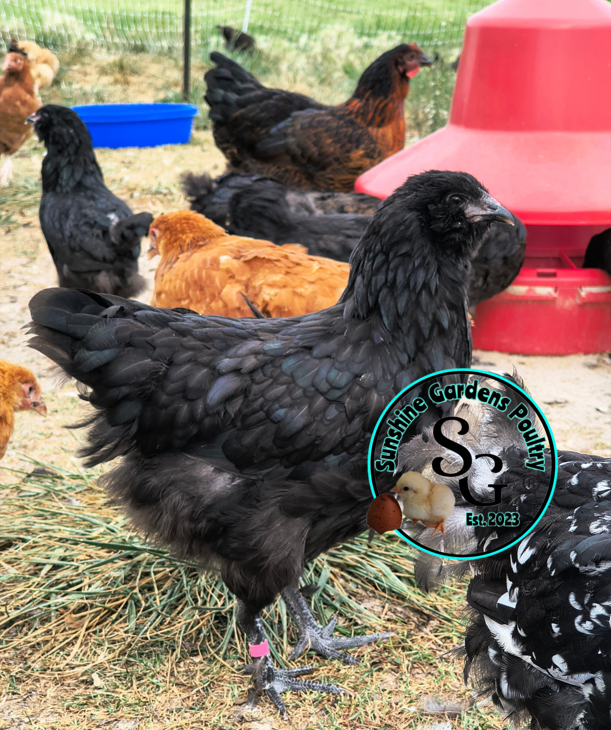 LOCAL PICK-UP Option: Christopher Lynn Rainbow Eggers (CLRE) - 12 Hatching Eggs*