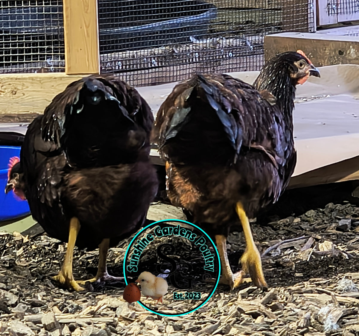 Heritage Rhode Island Red: Pullet 6-8 Weeks old