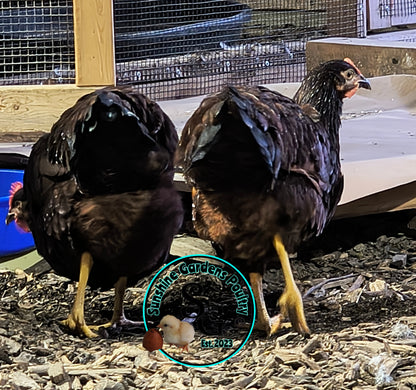Heritage Rhode Island Red: Pullet 6-8 Weeks old