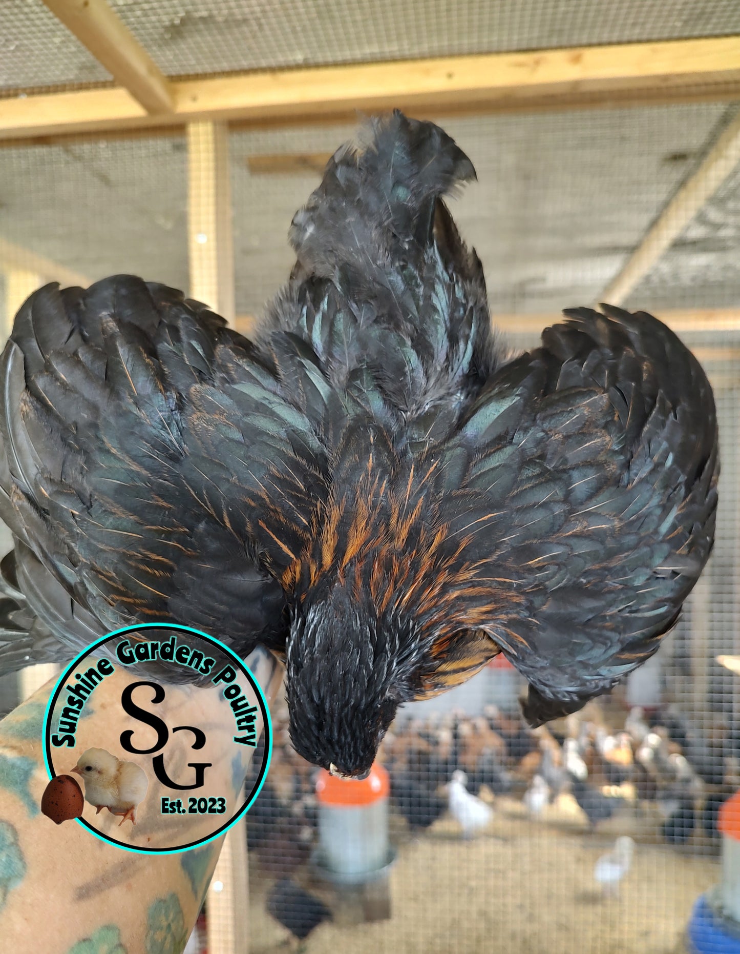 Black Sexlink pullets: 6-8 weeks old