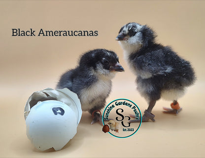 Black Ameraucanas - Straight run ONLY