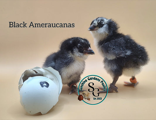Black Ameraucanas - Straight run ONLY