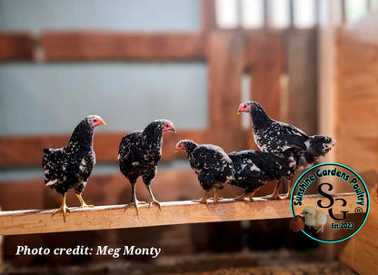 Mottled Javas - Straight run ONLY*