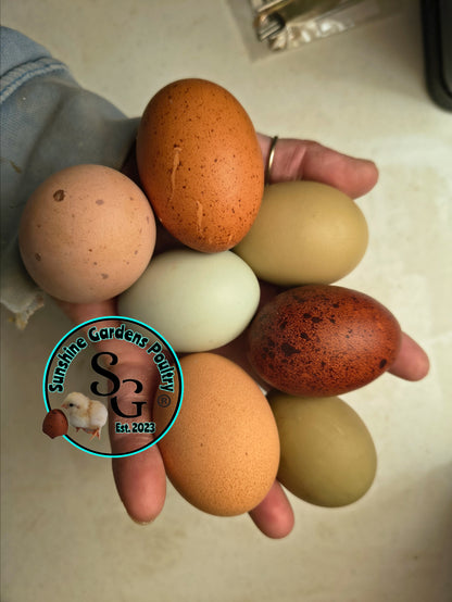 LOCAL PICK-UP Option: Rainbow Dozen - 12 Hatching Eggs*