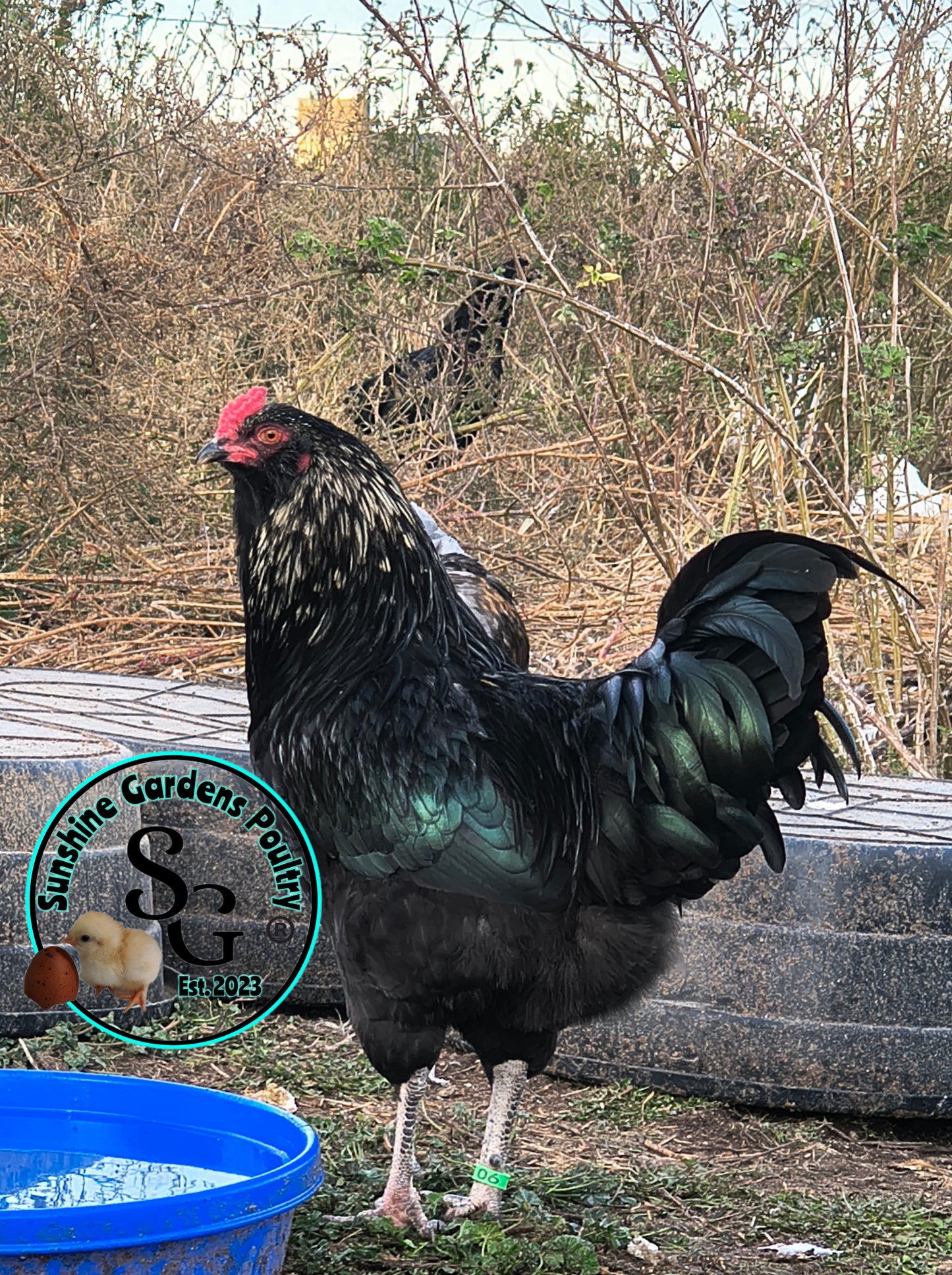 LOCAL PICK-UP Option: Christopher Lynn Rainbow Eggers (CLRE) - 12 Hatching Eggs*