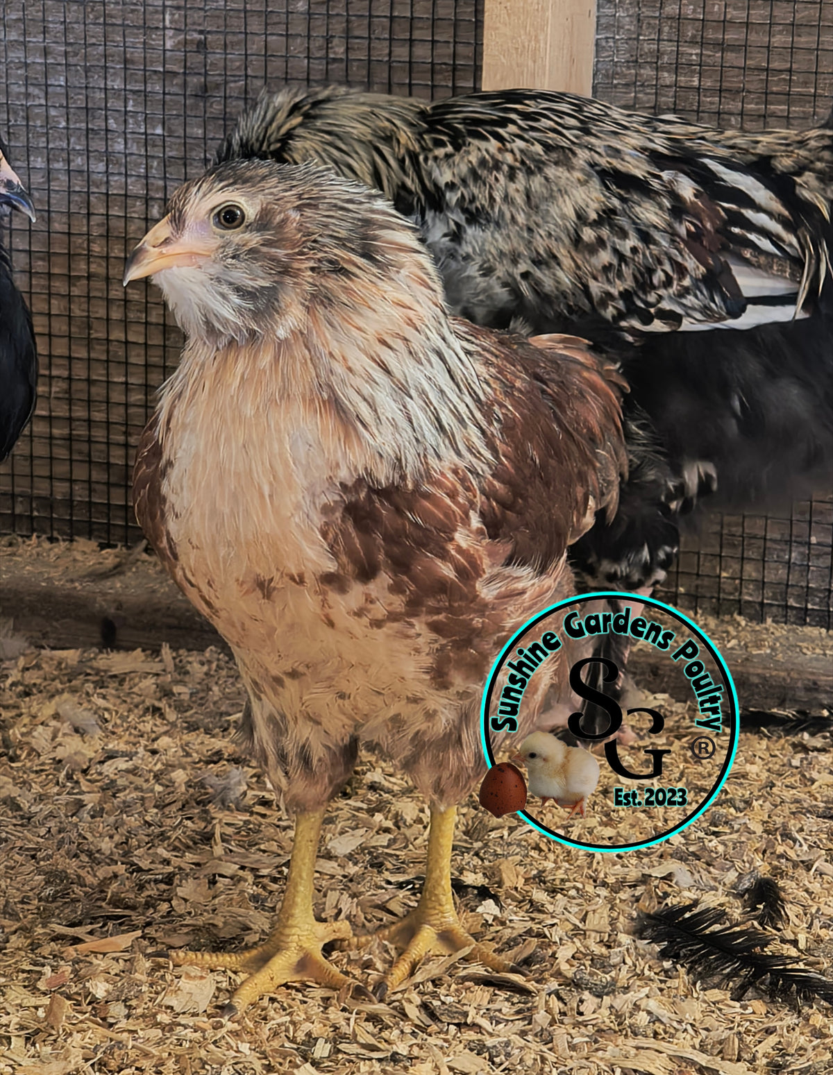 LOCAL PICK-UP Option: Christopher Lynn Rainbow Eggers (CLRE) - 12 Hatching Eggs*