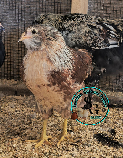 LOCAL PICK-UP Option: Christopher Lynn Rainbow Eggers (CLRE) - 12 Hatching Eggs*