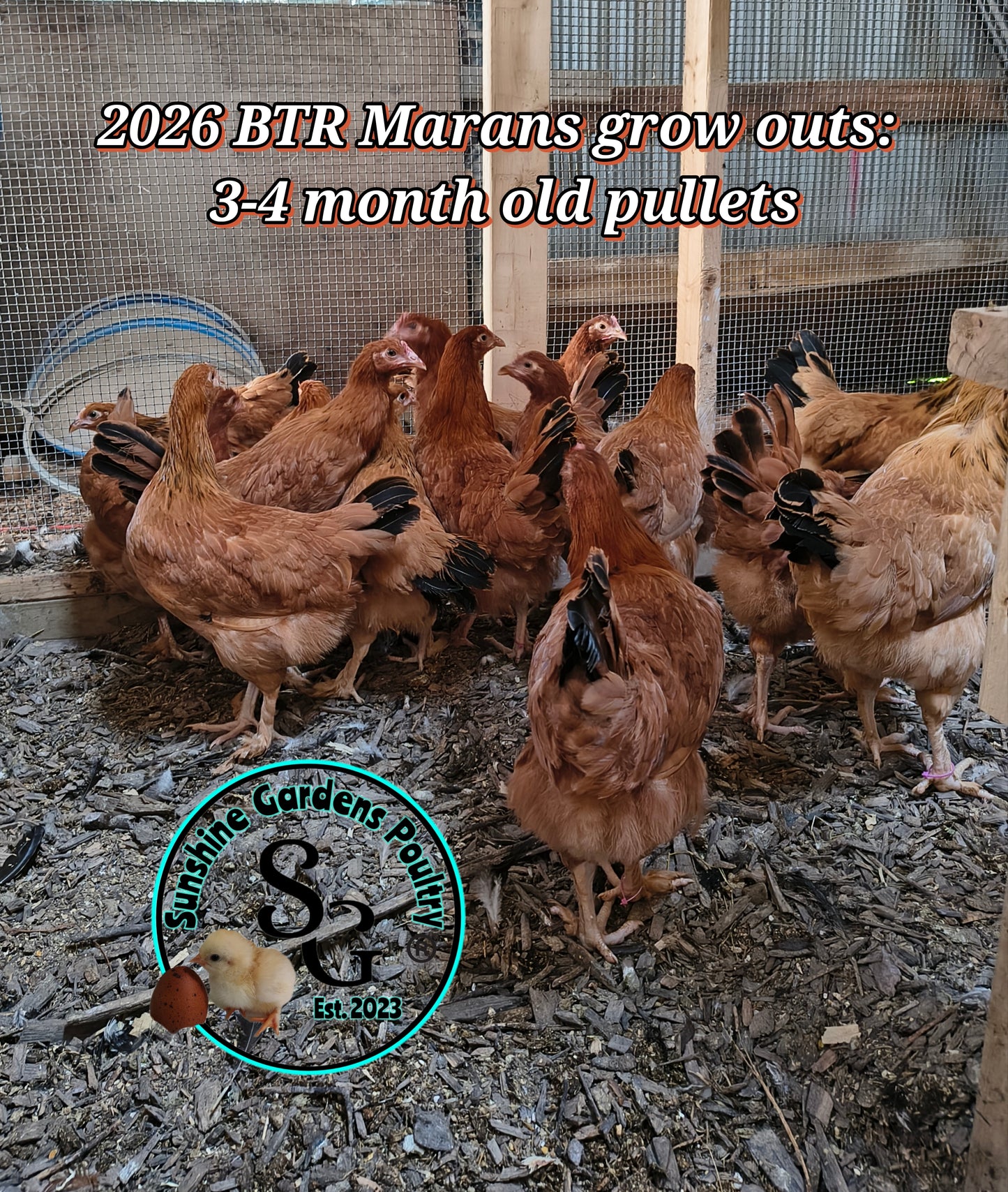 Black Tailed Red Marans (BTR) - Straight run ONLY*